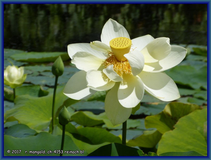 eine lotusblüte im ngatea 
	water gardens an der firth of thames (neuseeland nordinsel) am 19.02.2012