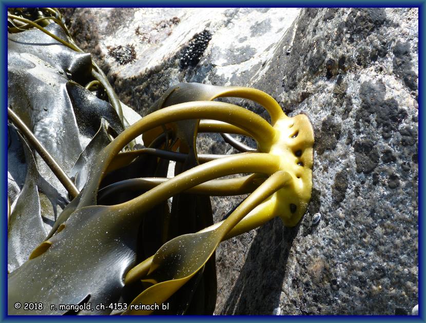 der geweihf�rmige ledertang ist am felsen fest angewachsen (neuseeland s�dinsel) am 29.12.2017