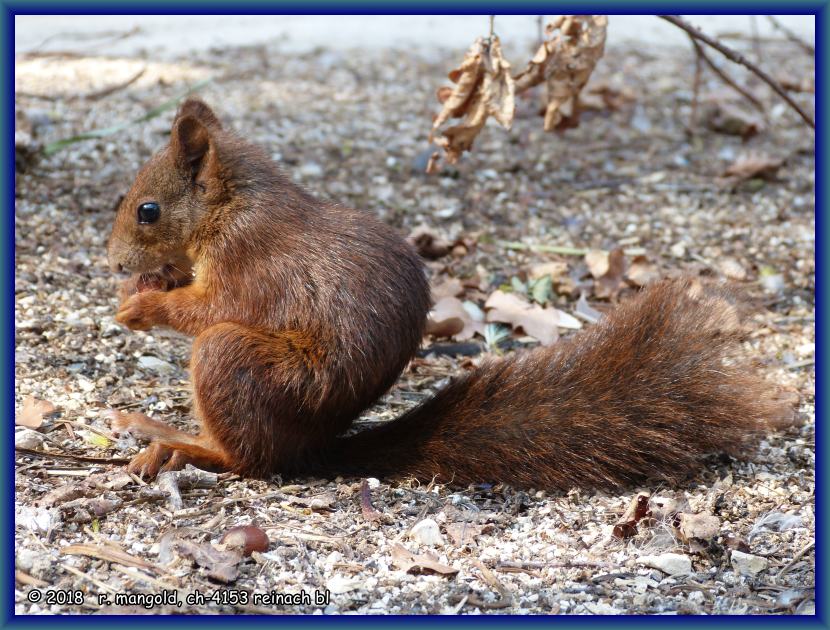 das eichh�rnchen im tierpark reinach (bl) futtert eine haselnuss am 22.08.2018