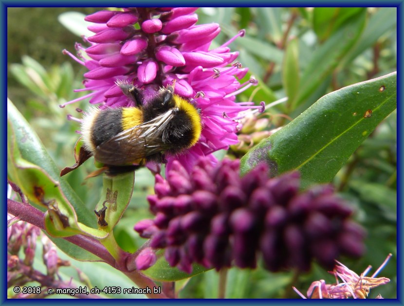 eine hummel sammelt nektar in timaru (neuseeland s&uuml;dinsel) am 22.01.2018