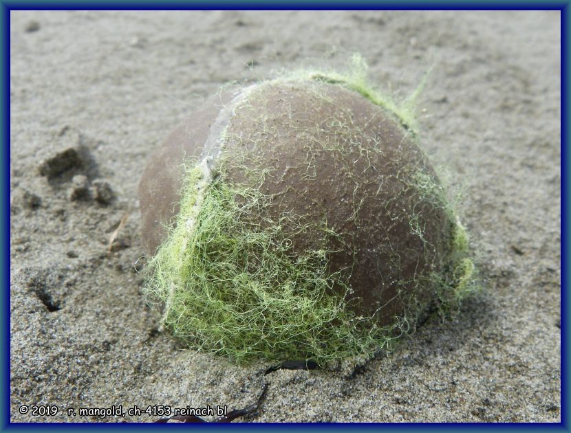 tennisball mit glatze am strand von woodend beach (neuseeland südinsel) am 26.01.2018