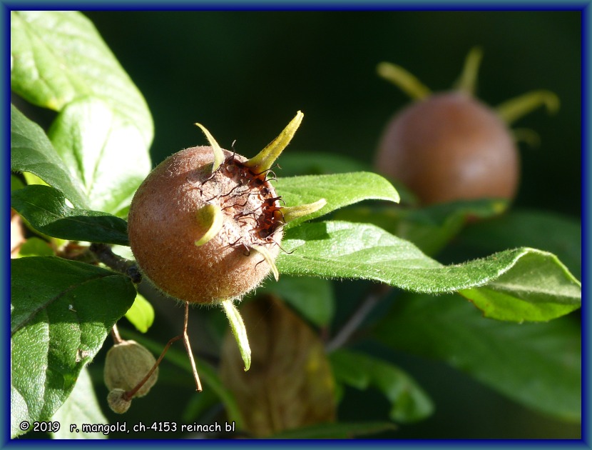 früchte an einem mispelstrauch an der birs bei dornach (schweiz) am 13.10.2019