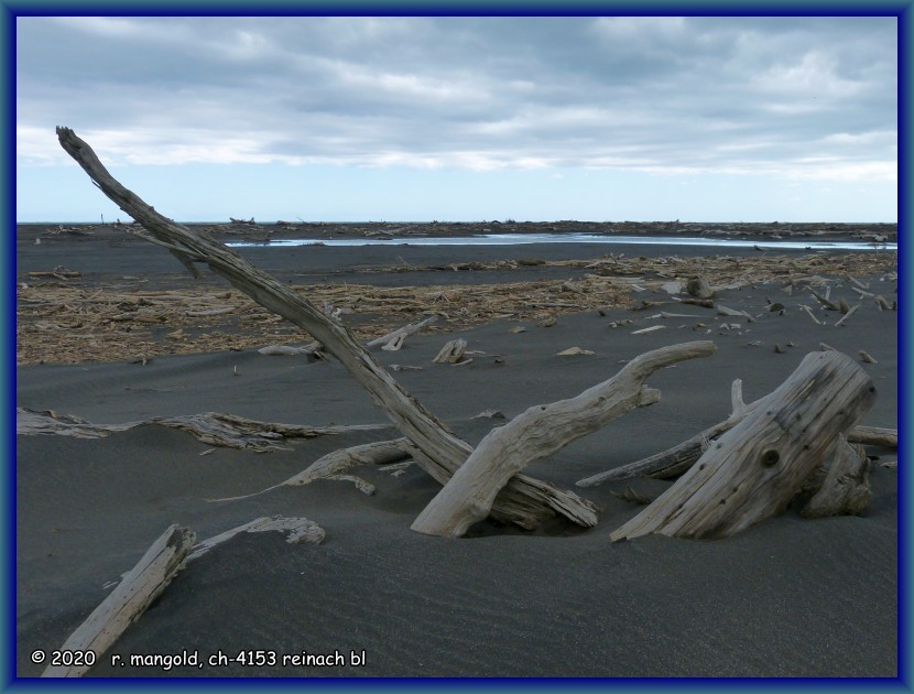 der strand von koitiata ist mit schwemmholz übersät (neuseeland nordinsel) am 03.02.2018