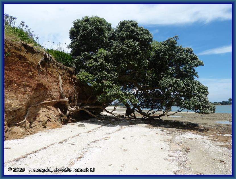 für pōhutukawa-bäume typischer wuchs, am strand von clarks beach (neuseeland nordinsel) am 29.11.2017