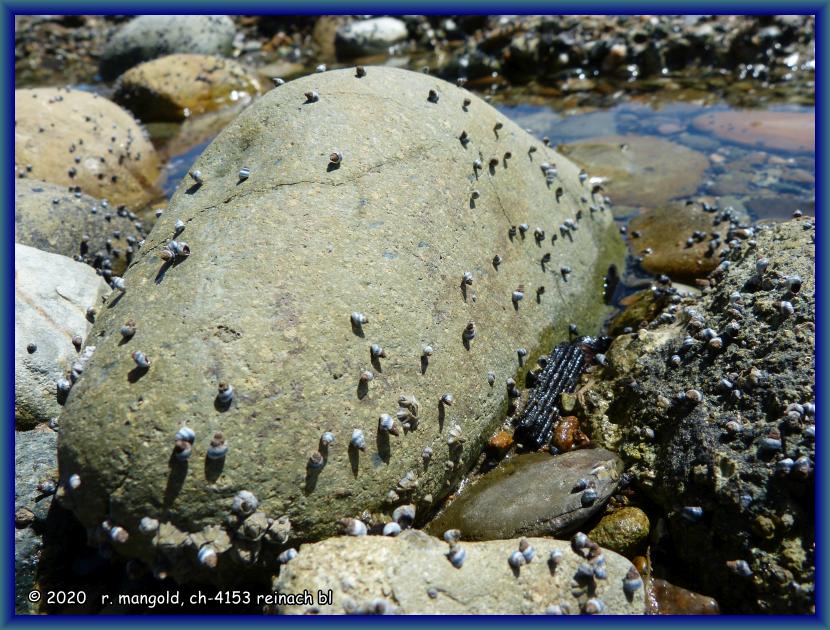 mit schnecken übersäter Stein am strand von pohara (neuseeland südinsel) am 23.12.2017