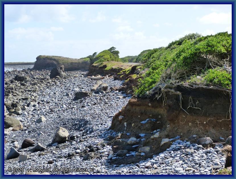 starke erosion der humuskruste an der küste bei warea (neuseeland nordinsel) am 06.02.2018