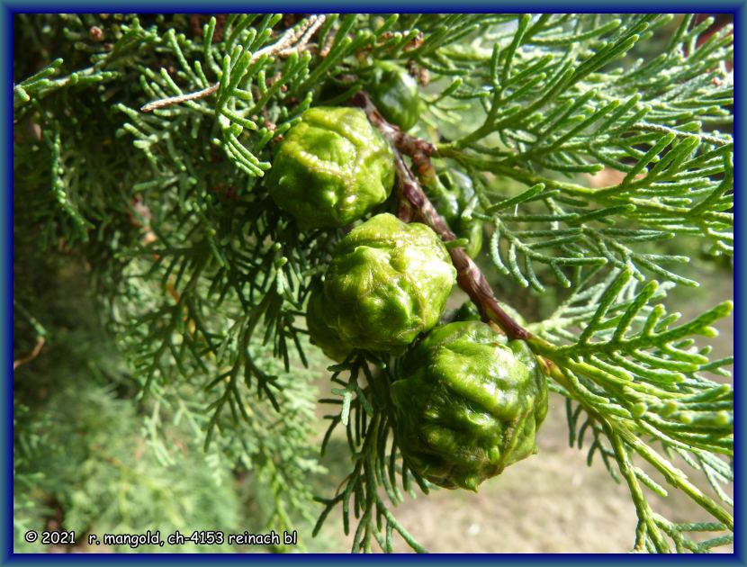 noch grüne früchte an einer italienischen zypresse in nelson (neuseeland südinsel) am 21.12.2017