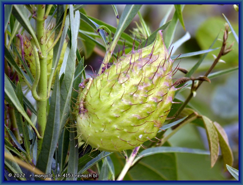 balg-frucht der schwanen-seidenpflanze, great ocean road nahe sydney (australien) am 14.04.2012