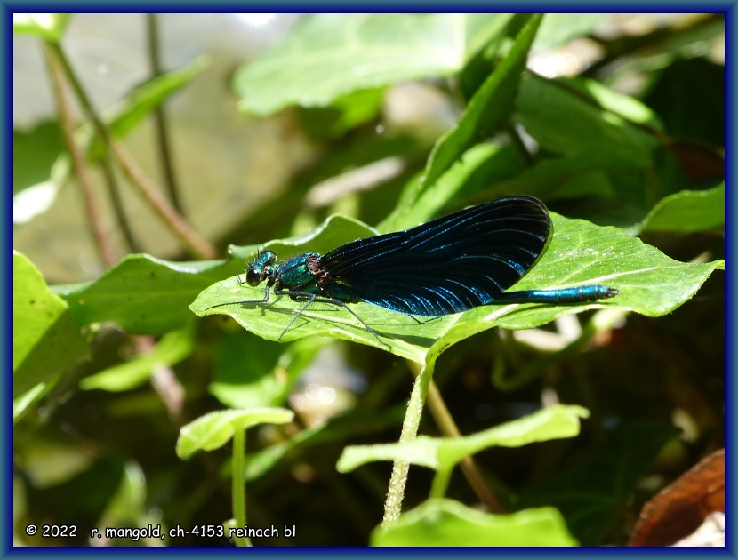 eine blaufl&uuml;gel-prachtlibelle im park im gr&uuml;nen (m&uuml;nchenstein) am 29.05.2022