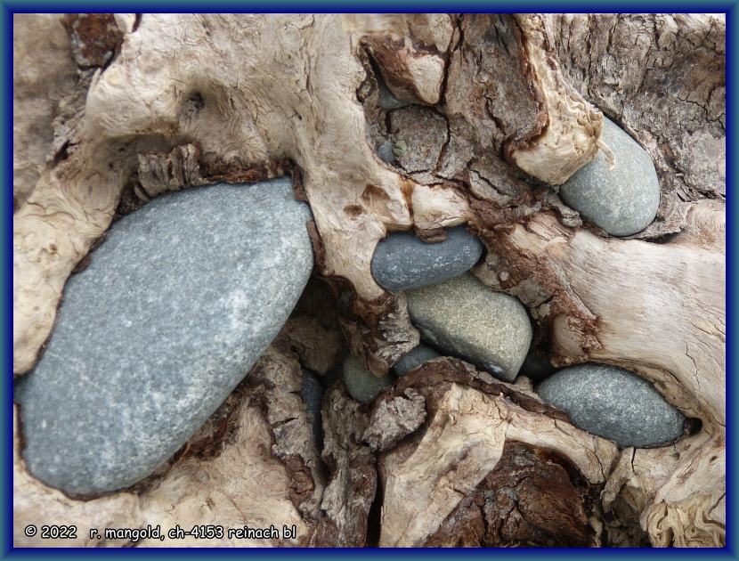 dieser wurzelstock am waitaki river hat diverse steine eingeschlossen (neuseeland südinsel) am 21.01.2018