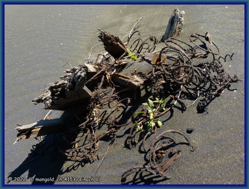 verrostete bettfedern im sand am strand bei patea (neuseeland nordinsel) am 04.02.2018
