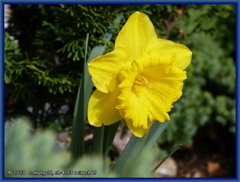 wundersch&ouml;ne osterglockenbl&uuml;te auf meinem balkon in Reinach bl (schweiz) am 27.03.2023