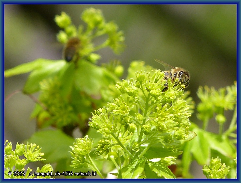 bienenportait an den bl&uuml;ten eines feldahorns in therwil (baselland schweiz) am 14.04.2023<