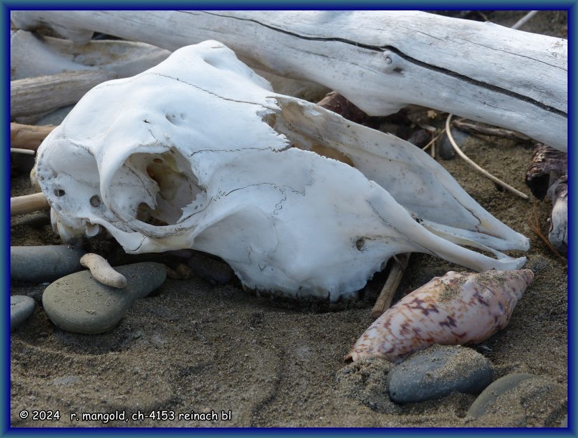 ab und zu sind am strand auch tiersch&auml;del zu finden, bei te araroa (neuseeland nordinsel) am 08.12.2017