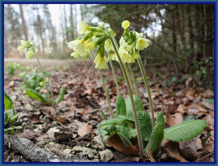 die ersten schl&uuml;sselblumen auf dem hoblerrundweg (baselland schweiz) am 03.03.2024