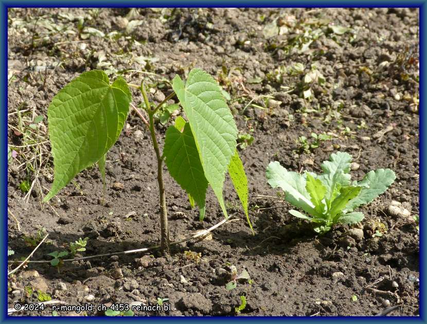 frisch umgepflanzte, junge linde in meinem garten in therwil (baselland, schweiz) am 04.05.2024