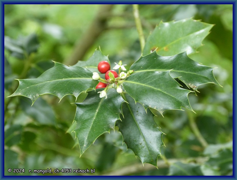 stechpalmenzweig mit beeren und neuen bl&uuml;ten im arlesheimer wald (baselland schweiz) am 09.05.2024