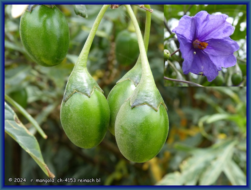 frucht und bl�te des k&auml;nguruapfelstrauches an der curio bay (neuseeland s&uuml;dinsel) am 16.01.2018