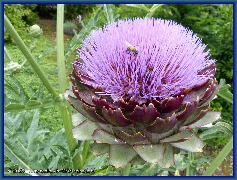 artischockenbl&uuml;te in meinem garten in therwil (baselland schweiz) am 03.07.2024