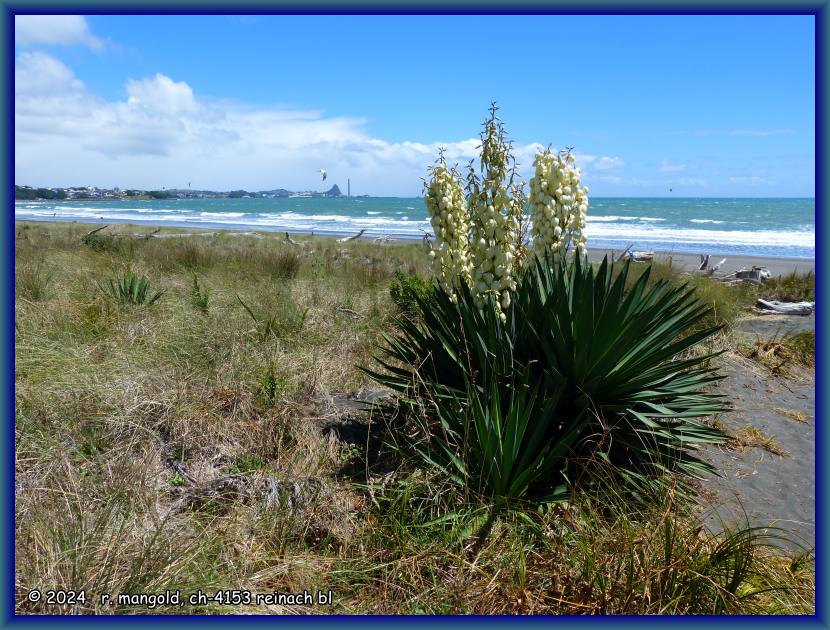 auf dem spaziergang am strand von new plymouth (neuseeland nordinsel) am 06.02.2018