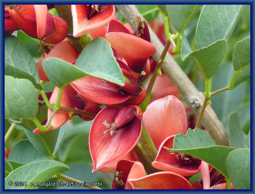 herrliche bl&uuml;ten des korallenstrauches in nelson (neuseeland s&uuml;dinsel) am 20.12.2017