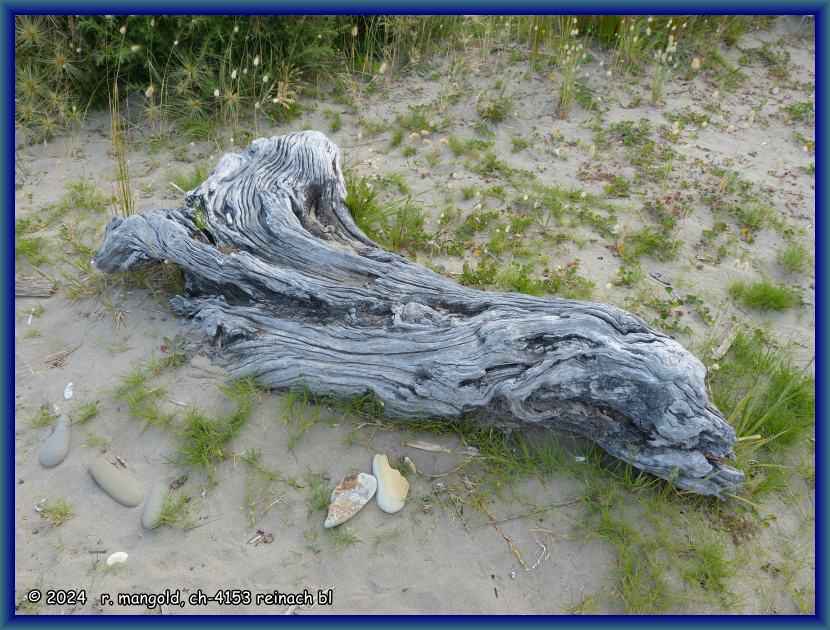 ein unget&uuml;m liegt lauernd im sand, bei te araroa (neuseeland nordinsel) am 08.12.2017