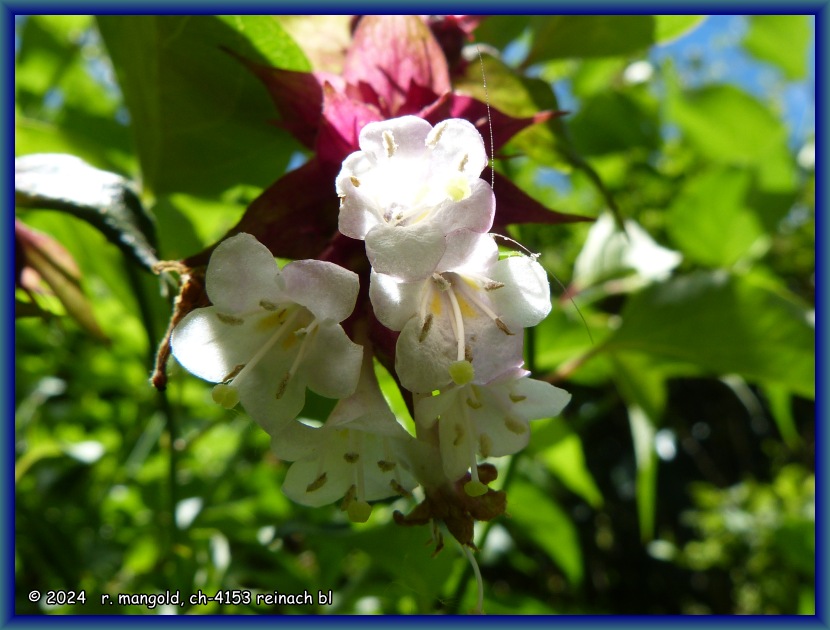 bl&uuml;ten der karamelbeere (leycesteria formosa) beim aratiatia-stausee (neuseeland nordinsel) am 17.12.2017