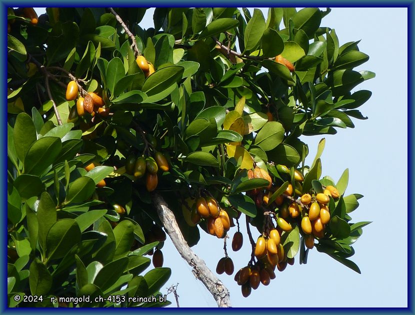 karaka-fr&uuml;chte (Corynocarpus laevigatus) an der hafenstrasse in akaroa (neuseeland s&uuml;dinsel) am 25.01.2018