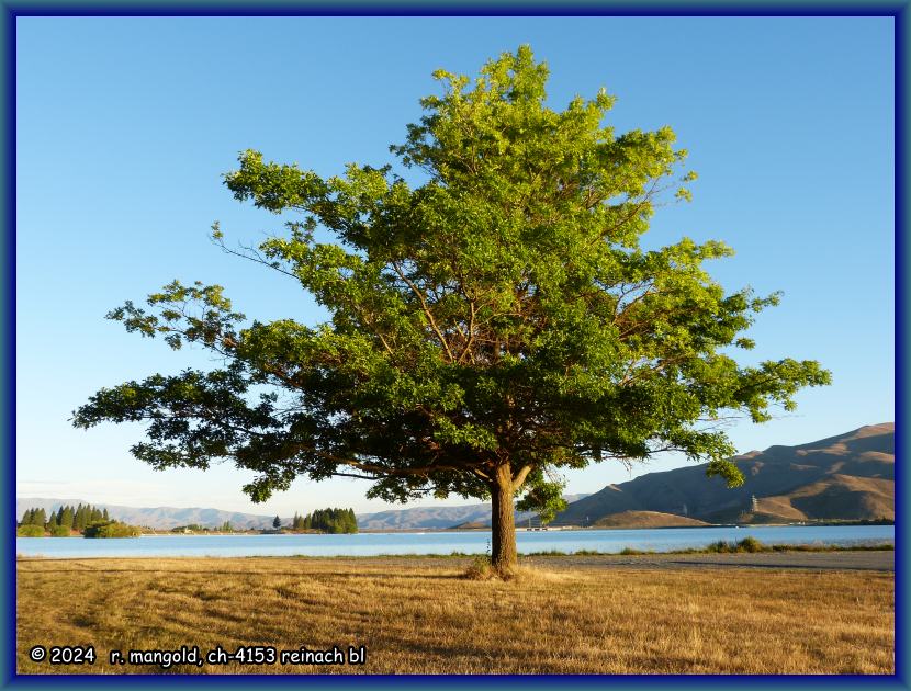 herrlicher, freistehender baum in der abendsonne am lake ruataniwha (neuseeland s&uuml;dinsel) am 07.01.2018