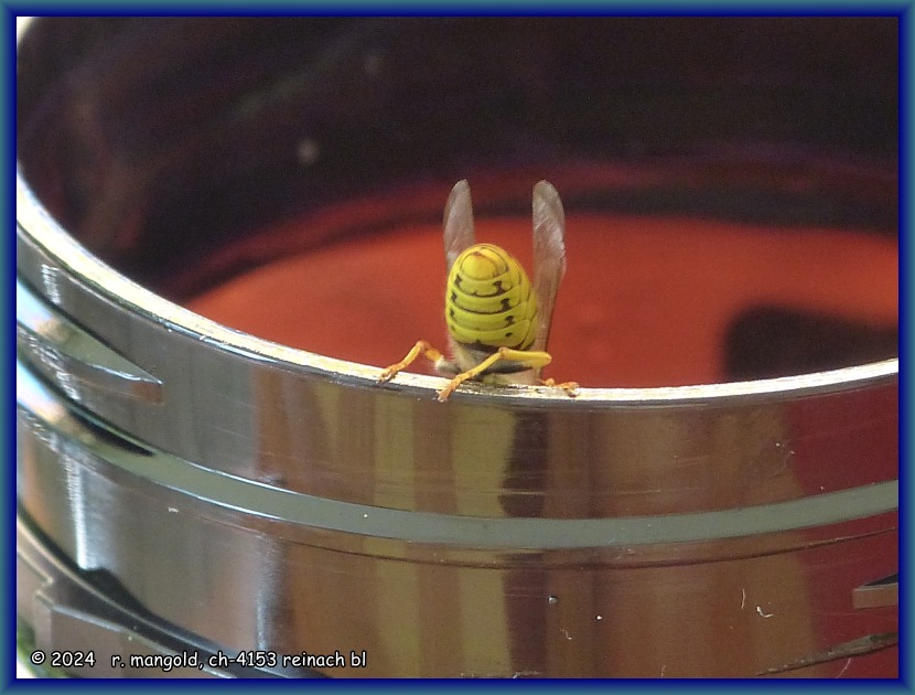 auch wespen naschen, gut gesichert, gerne am manuka-honigtopf (arlesheim, schweiz) am 01.08.2022