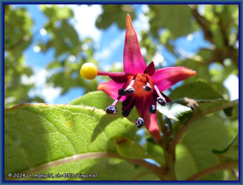 kotukutuku-bl&uuml;te (fuchsia excorticata) beim hawkes-aussichtspunkt (neuseeland s&uuml;dinsel) am 22.12.2017