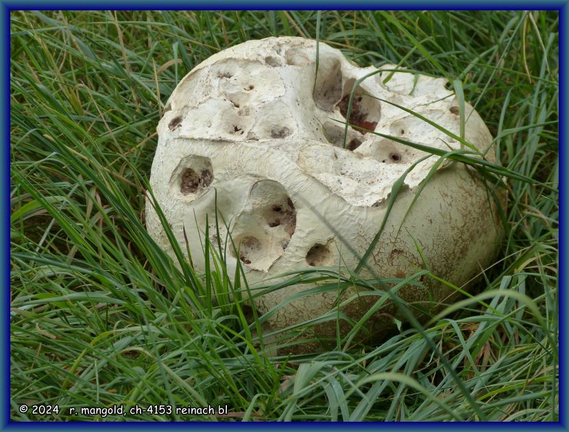 im gras ein riesiger bovist, gr&ouml;sser als ein backstein (baselland, schweiz) am 25.08.2023