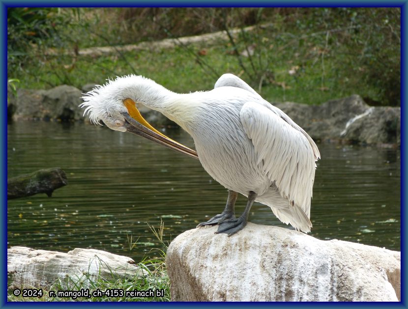 pelikan im jurong-park in singapur am vorletzten tag unserer downunder-reise 2017/18, am 16.02.2018