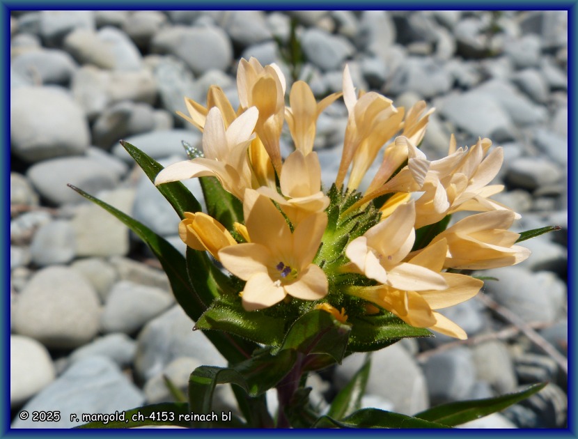 bl&uuml;tenstand des grossblumigen phlox am ufer des lake tekapo lake tekapo (neuseeland s&uuml;dinsel) am 06.01.2018