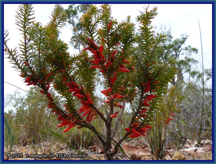 kleiner, wundersch&ouml;n bl&uuml;hender erika-strauch im s&uuml;dwesten australiens am 19.03.2012