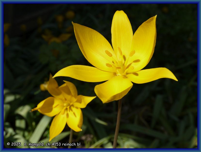 immer wieder sch&ouml;n, die wildtulpen in meinem garten in therwil (baselland schweiz) am 04.04.2025