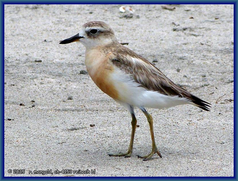 ein maoriregenpfeifer am strand von pakiri beach (neuseeland nordinsel) am 27.11.2017