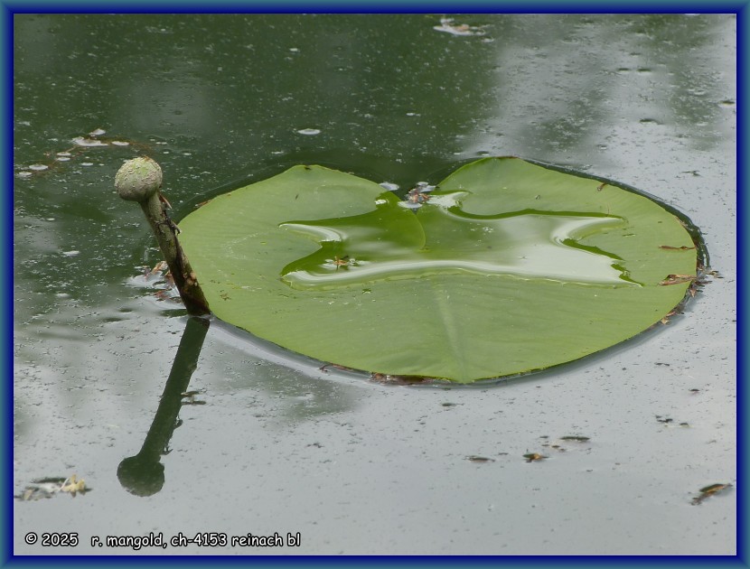 teichrosenblatt und bl&uuml;tenknospe im mittleren ermitageteich, arlesheim (baselland schweiz) am 09.05.2024