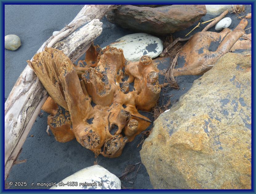 wurzelwerk im schwarzen sand in der m&uuml;ndung des tongaporutu-rivers (neuseeland nordinsel) am 07.02.2018
