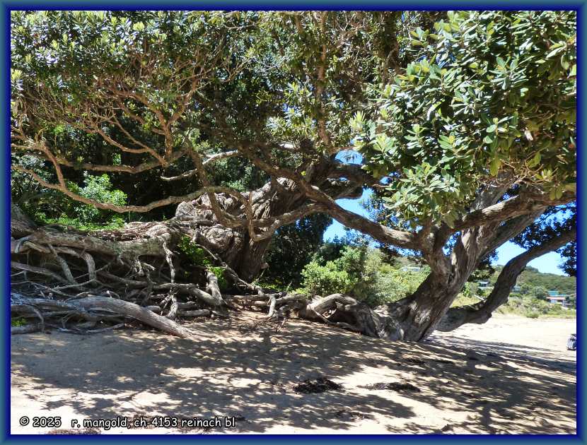 typischer wuchs eines pōhutukawa-baumes am strand von whatuwhiwhi (neuseeland nordinsel) am 23.11.2017