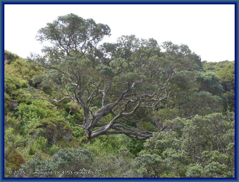 mich faszinieren die wuchsformen der pōhutukawa-b&auml;ume immer wieder, bei taupo bay (neuseeland nordinsel) am 23.11.2017