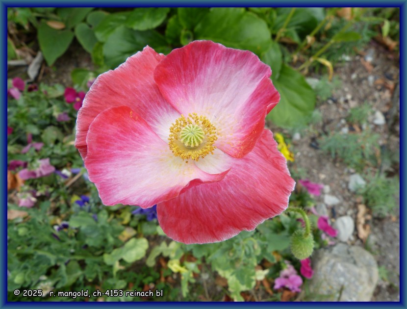 leicht blasse mohnbl&uuml;te in fairlie (neuseeland s&uuml;dinsel) am 03.01.2018