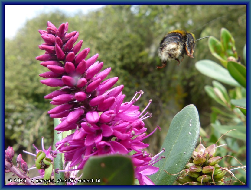die hummel fliegt von der veronikastrauchbl&uuml;te weg, bei timaru (neuseeland s&uuml;dinsel) am 22.01.2018