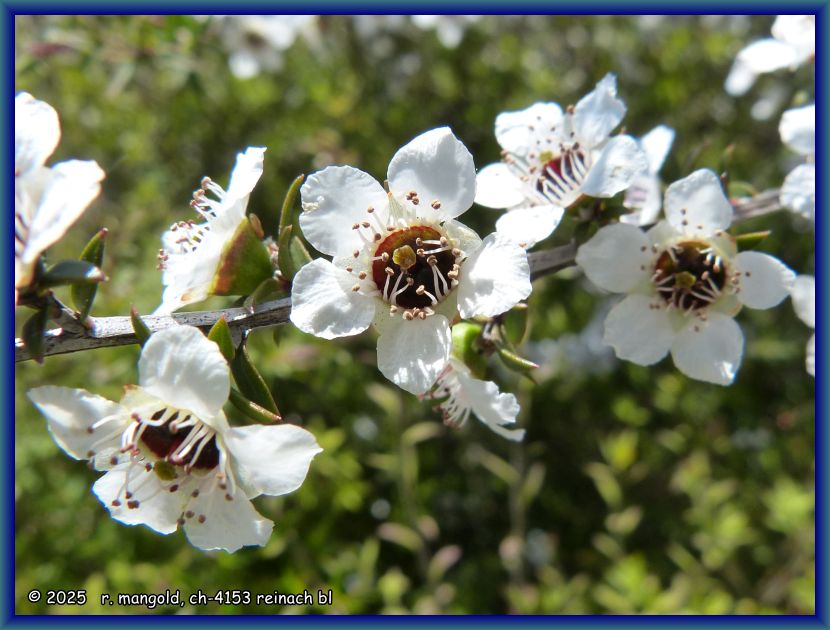 manuka-bl&uuml;ten, quelle des gleichnamigen, sehr gesunden honigs (neuseeland nordinsel) am 06.12.2017
