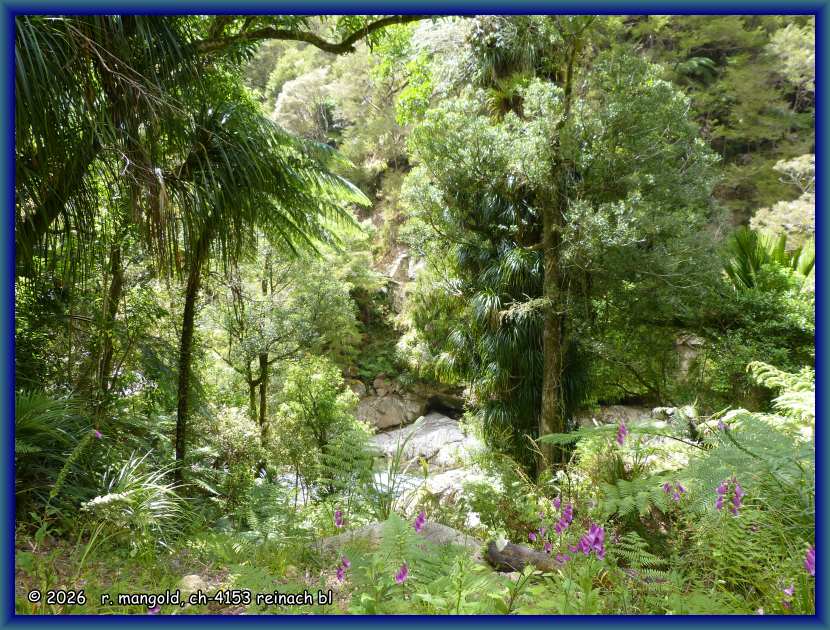 &uuml;ppige vegetation am bachlauf zum wainui-wasserfall an der nordspitze der neuseel&auml;ndischen s&uuml;dinsel am 24.12.2017