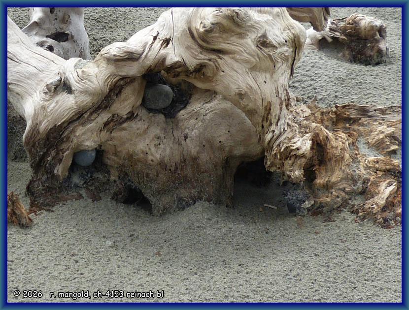 ein unget&uuml;m starrt in den sand der woodend beach (neuseeland s&uuml;dinsel) am 26.01.2018
