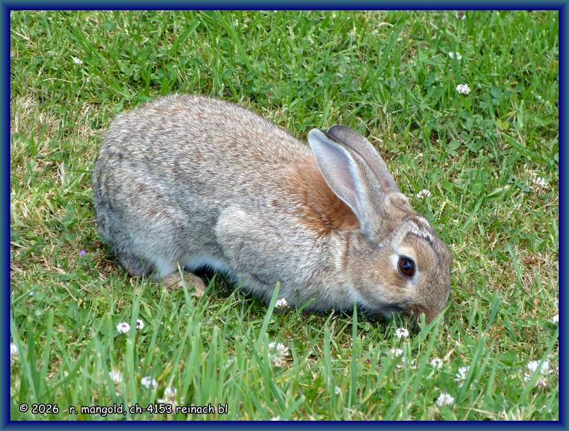 ein wildes kaninchen als dauergast auf dem campingplatz bei whakatane (neuseeland nordinsel) am 07.12.2017