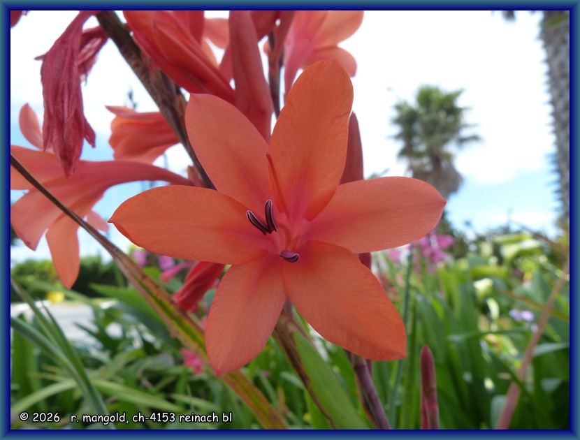 montbretien-bl&uuml;ten in einem garten in carters beach (neuseeland nordinsel) am 29.11.2017