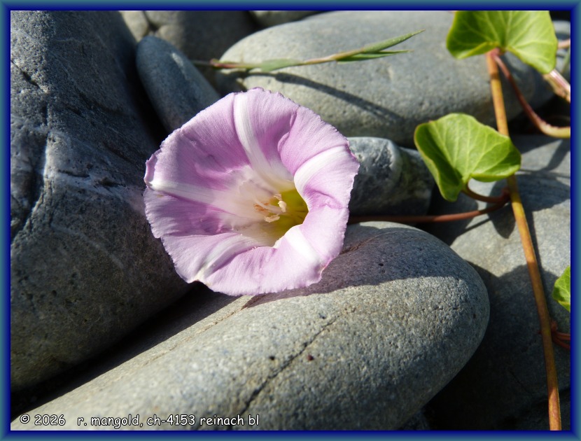 windenbl&uuml;te zwischen den steinen am strand von greymouth (neuseeland s&uuml;dinsel) am 29.12.2017