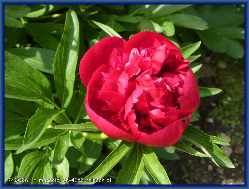 sch&ouml;n ge&ouml;ffnete pfingstrosenbl&uuml;te in meinem garten in therwil (baselland, schweiz) am 04.05.2024
